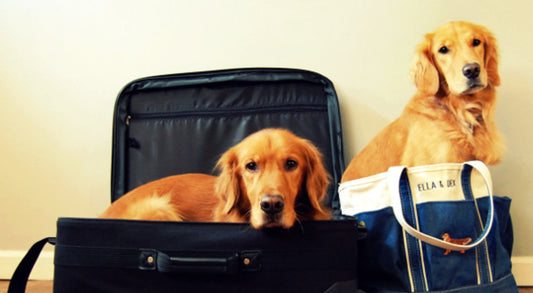 Common Mistakes to Avoid When Traveling with Pets