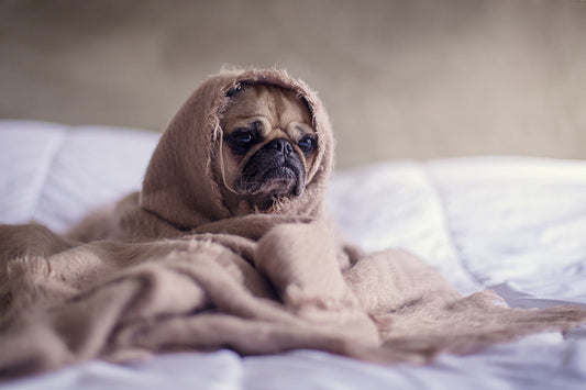 Does your dog need a winter bed?