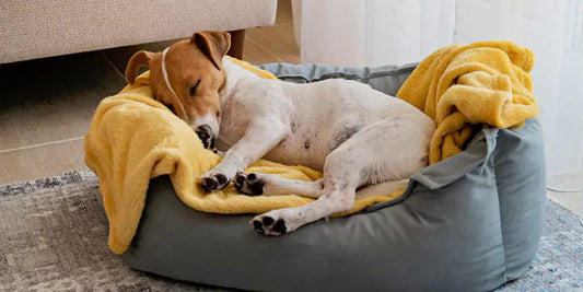 A photo of a dog sleeping on a dog bed