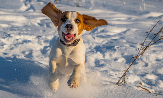 How can you tell your pet is cold?