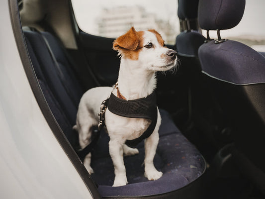 Top Features to Look for in a Dog Car Seat