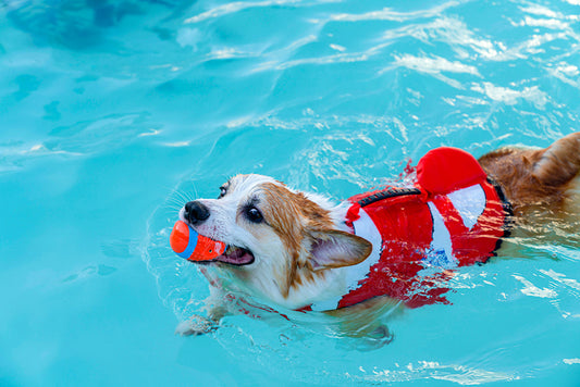 What Dog Breeds Love Swimming and How to Teach Them to Swim