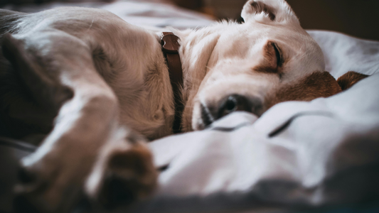 A photo of a dog lying on a simply spoiled dog bed