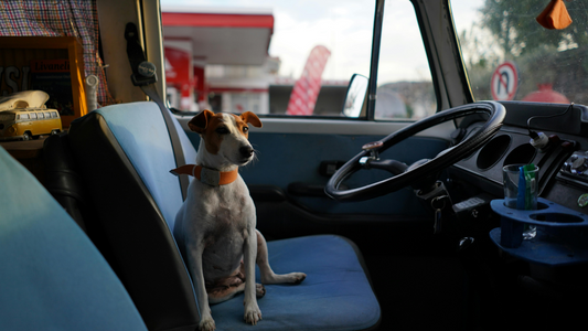 A photo of a dog on a car seat for pet travel