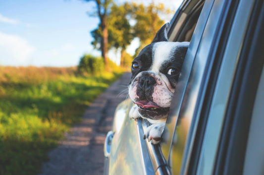 Tips for Stress-Free Travel with Your Pet