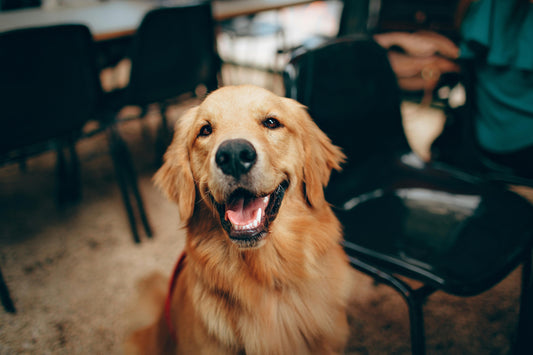 Why do golden retrievers get white fur spots?