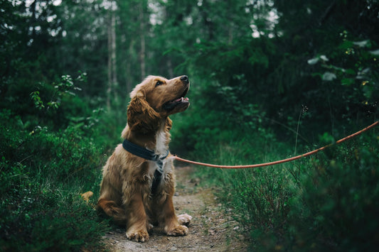 Are pet calming products worth it?
