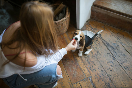 How to potty train your puppy