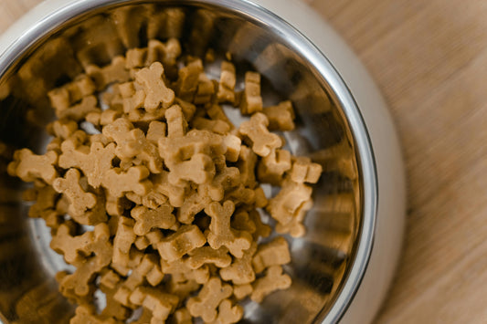 How dog food can impact your dog’s health