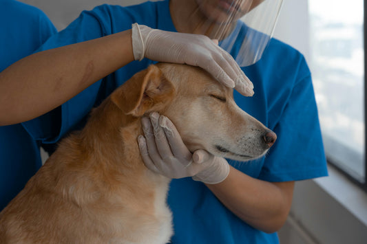 How often should you take your dog for a vet check