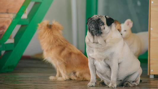 A picture of different dog breeds