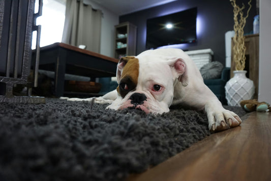 Signs your dog is depressed?