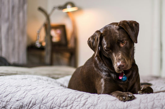 Choosing the right luxury dog bed for your home