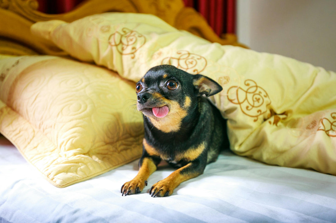 Are pet travel blankets beneficial?