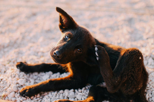 How do dogs get ticks?
