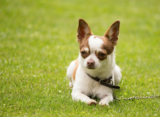 What size dog bed should I get for my dog?