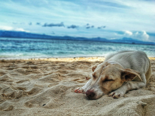 A photo of a Dog on the beach in South Africa
