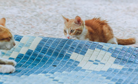 How to make your new kitten comfortable?