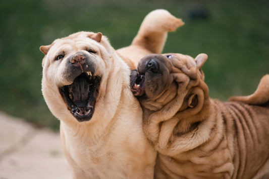 10 Fun Activities to Keep Your Pet Active and Engaged
