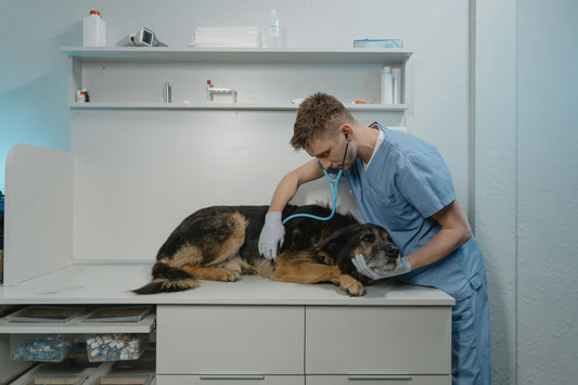 Signs your dog is not feeling well