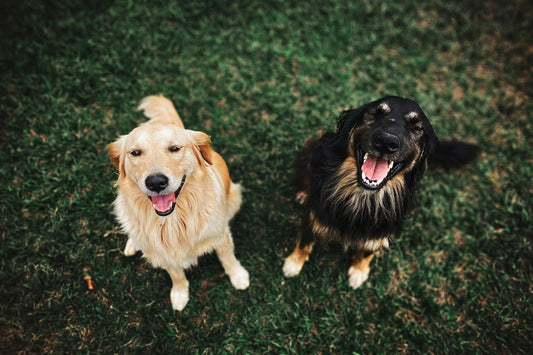 How often should you wash your dog bed?