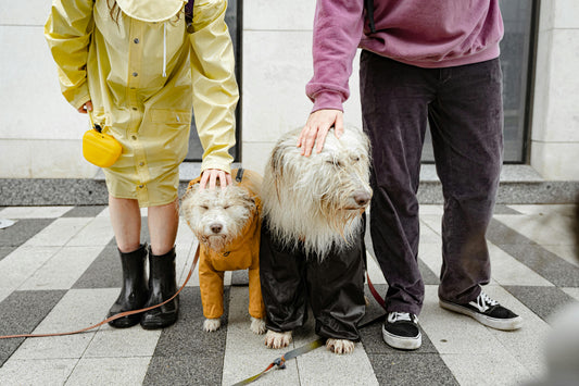 Can dogs get diabetes?