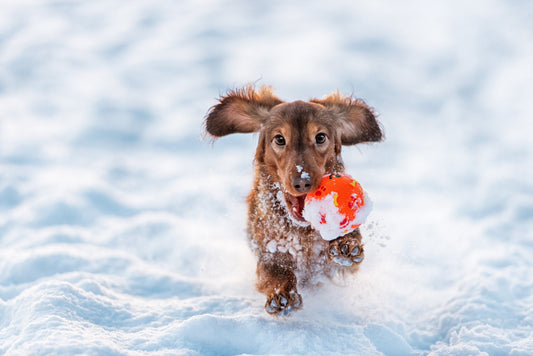 Benefits of a winter bed for your pet
