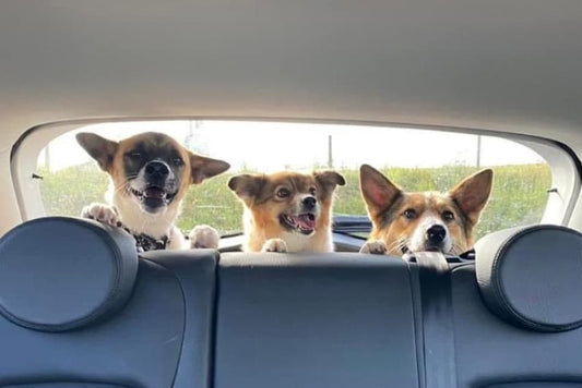 Cleaning and Maintaining Your Dog’s Car Seat