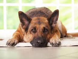 Do your pets get lonely?