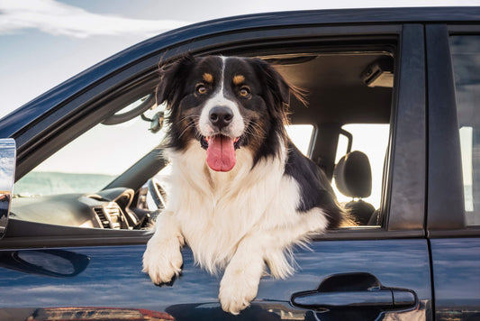 Essential Items Every Pet Owner Should Keep in the Car