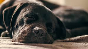 How Much Sleep Does Your Dog Really Need?