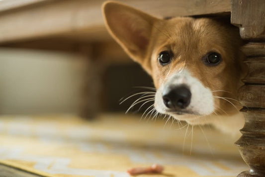 How Stress Affects Your Dog's Health