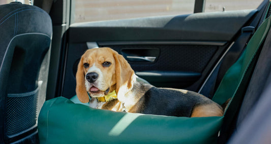 How to Build the Ultimate Pet Travel Setup with Simply Spoilt