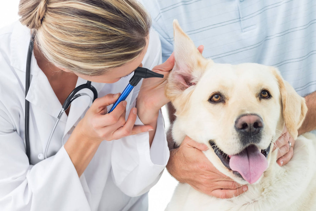 How to Choose the Right Vet for Your Pet?