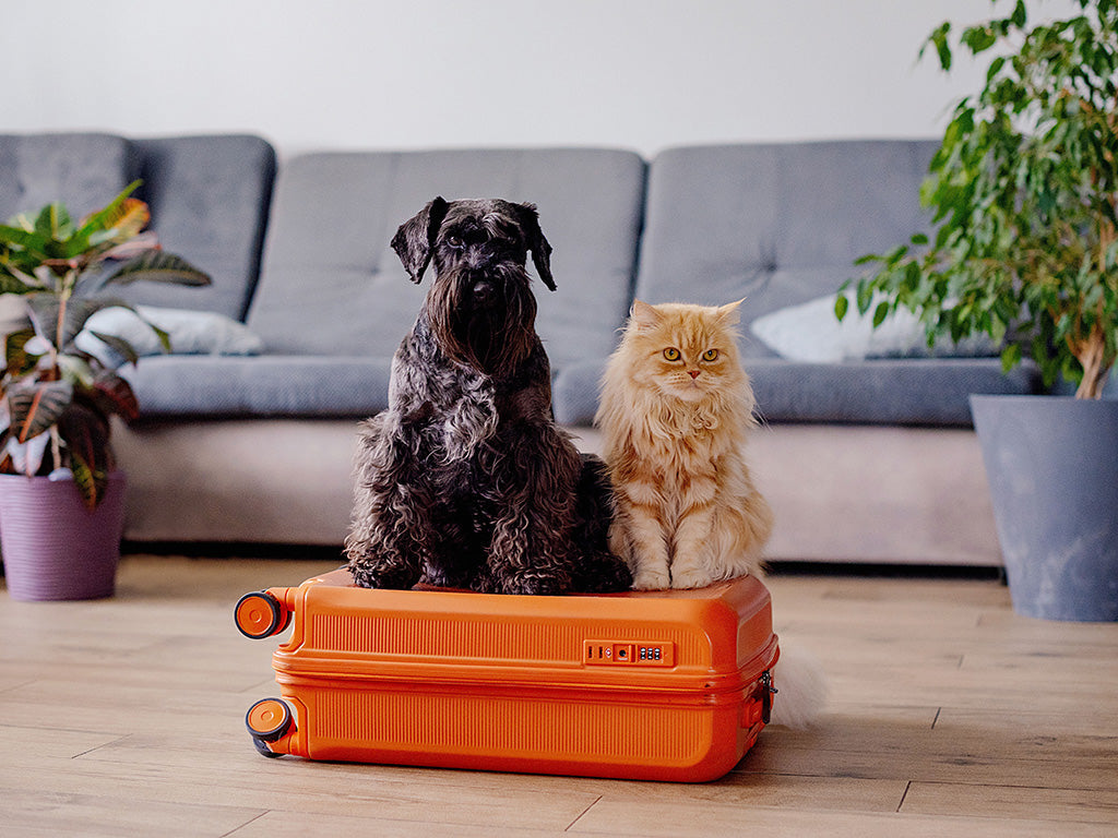 How to Create a Calm Travel Routine for Your Pet