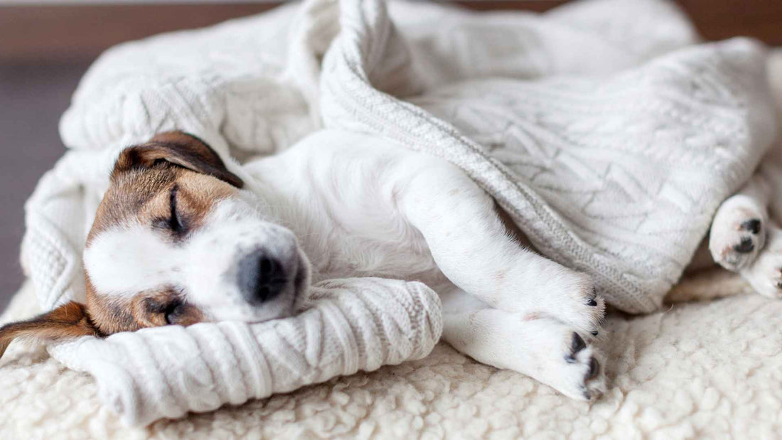 How to Create a Cozy Sleep Environment for Your Dog