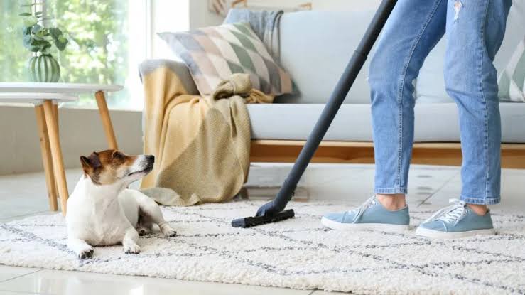 How to Create a Fresh, Pet-Friendly Home