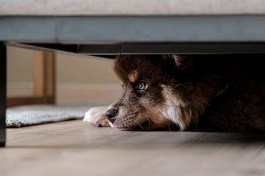 How to Handle Your Pet’s Anxiety