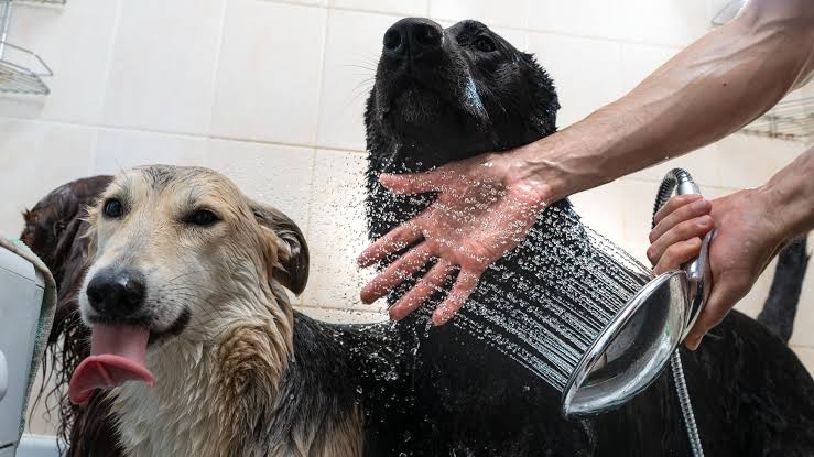 How to Keep Your Dog Comfortable as Temperatures Rise
