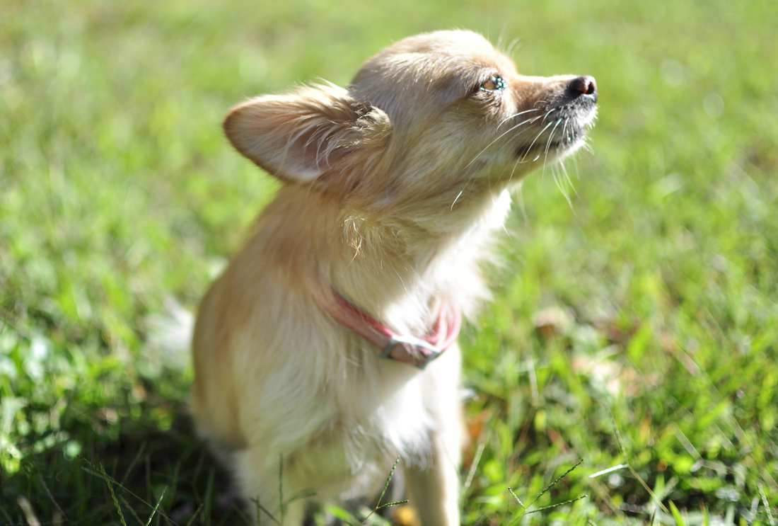How to Keep Your Dog Warm and Comfortable as Winter Approaches