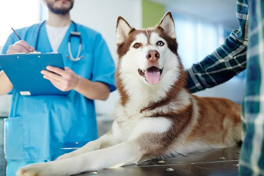 How to Make Vet Trips Less Stressful
