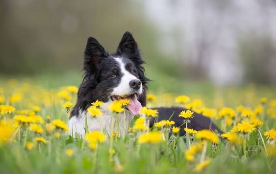 How to Prepare Your Dog for the New Season
