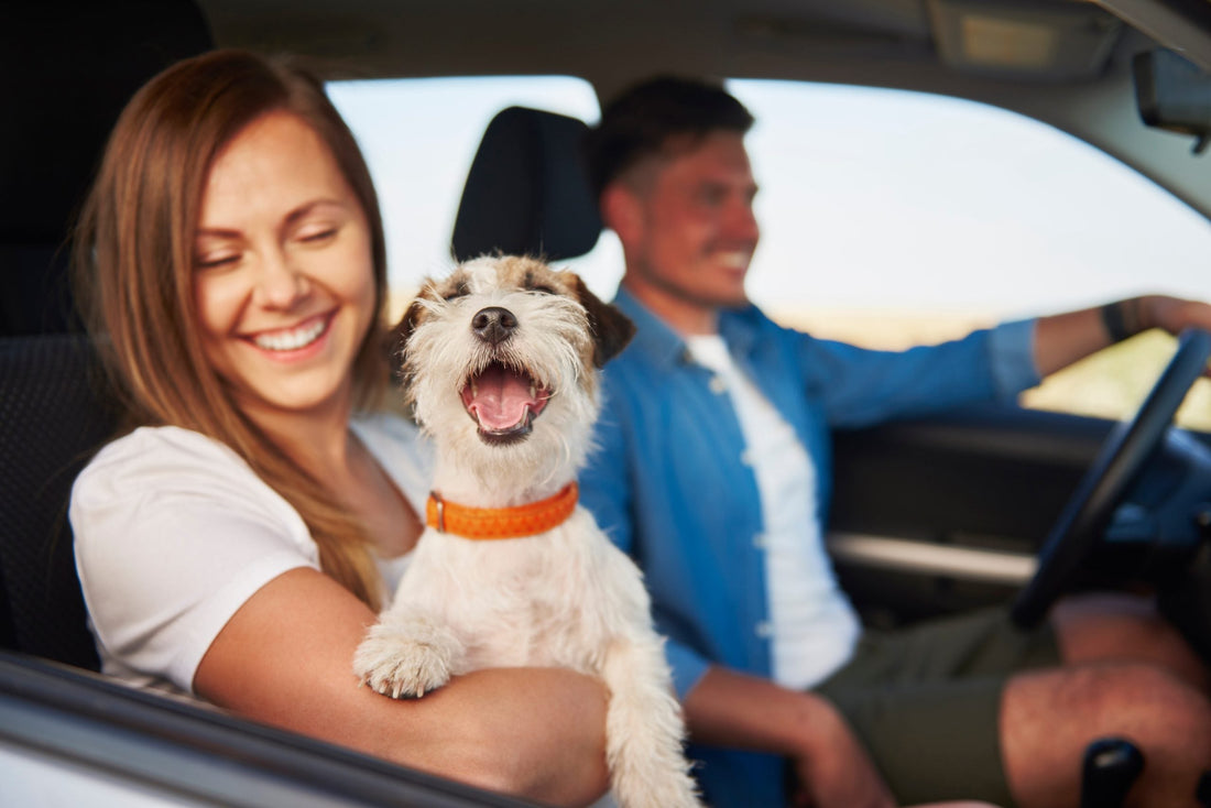 How to Prepare Your Pet for Their First Road Trip