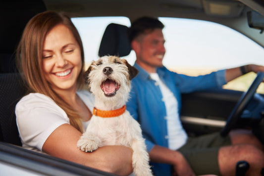 How to Prepare Your Pet for Their First Road Trip