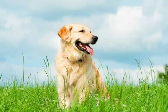 How to Refresh Your Dog's Routine After Winter