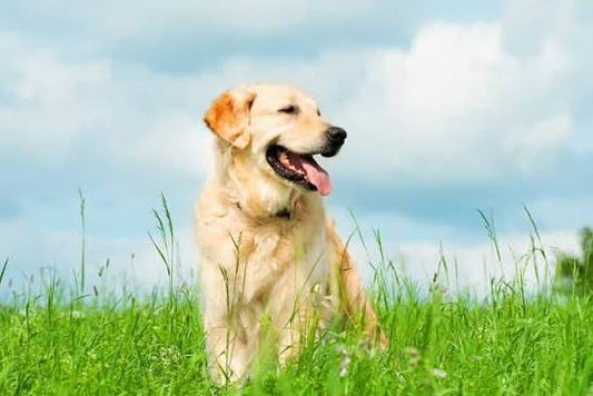 How to Refresh Your Dog's Routine After Winter