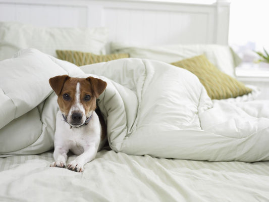 How to Tell If Your Dog's Bed Needs Replacing
