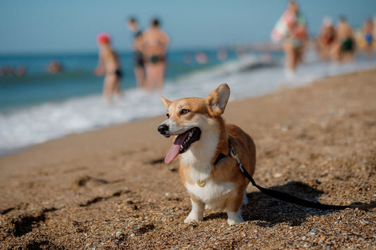 How to keep your pets cool this summer?