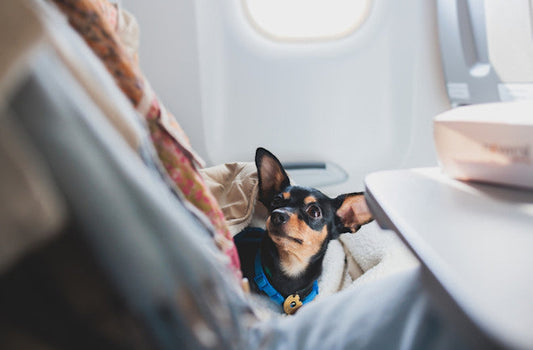 How to make pet air travel more convenient