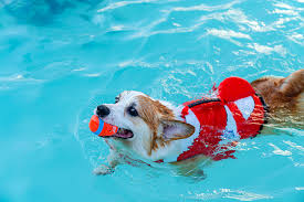 How to teach your dog to swim?
